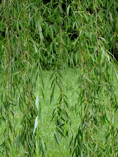 {Salix babylonica}